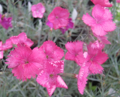 Dianthus 'Freda Woodliffe'